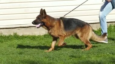 Alman çoban köpeği kaçıyor.