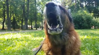 Yaşlı Alman çoban köpeği, portreyi yakından çek.