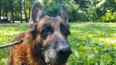 Yaşlı Alman çoban köpeği, portreyi yakından çek.