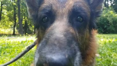 Yaşlı Alman çoban köpeği, portreyi yakından çek.