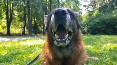 Yaşlı Alman çoban köpeği, portreyi yakından çek.