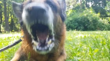 Yaşlı Alman çoban köpeği, portreyi yakından çek.