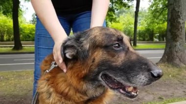 Yaşlı bir köpek kadın el salla