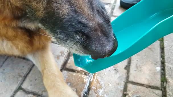 Água potável para cães — Vídeo de Stock