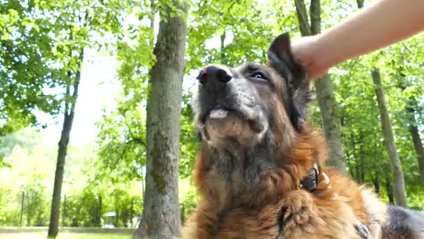 Femmes Mains Visser Vieux Chien Extérieur — Video