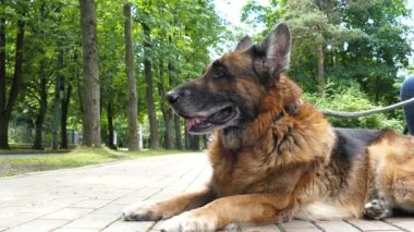 Yaşlı köpek dışarıda.