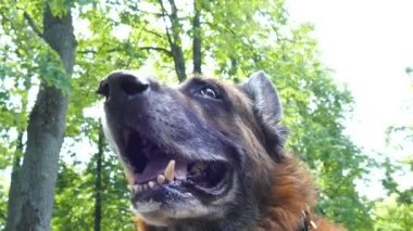 Yaşlı köpek dışarıda.