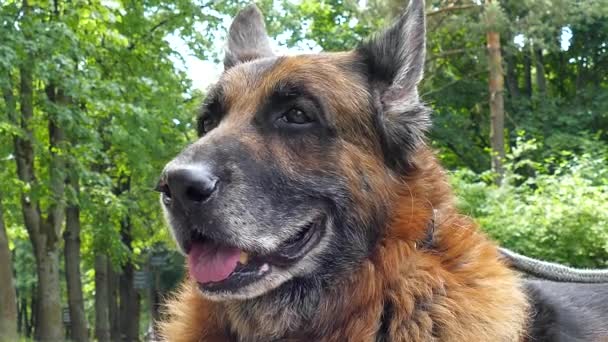 Viejo perro al aire libre — Vídeo de stock