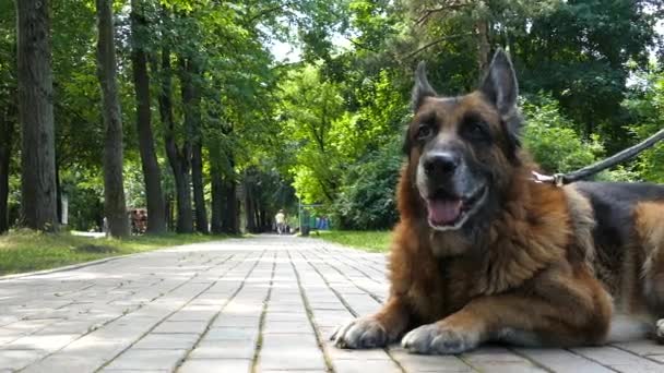 Vieux chien à l'extérieur — Video