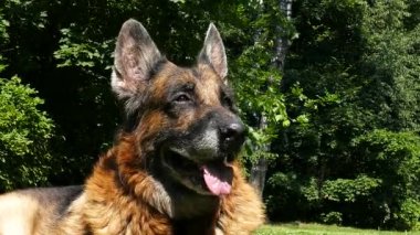 Yaşlı Alman çoban köpeği parktaki portreyi yakından çek.