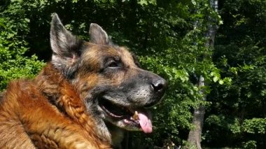 Yaşlı köpek dışarıda.
