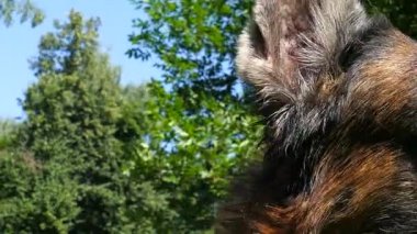 Yaşlı köpek dışarıda.