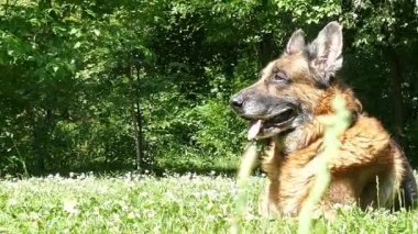 Yaşlı köpek dışarıda.