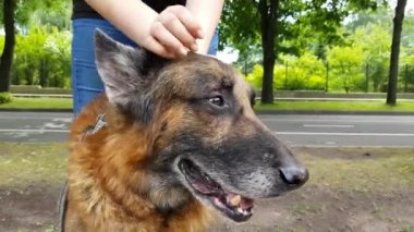 Yaşlı bir köpek kadın el salla