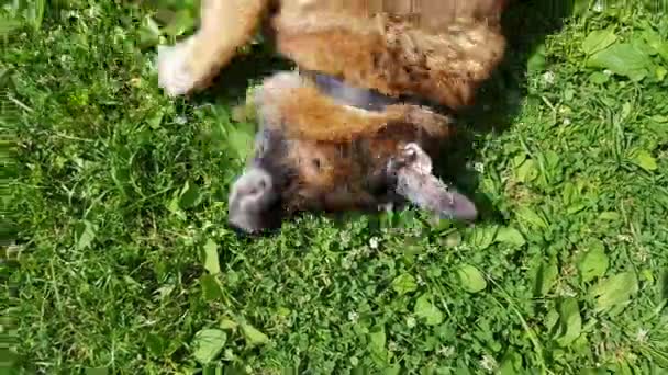 Old dog having fun outdoors — Stock Video