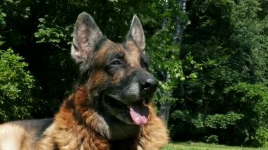 Yaşlı köpek dışarıda.