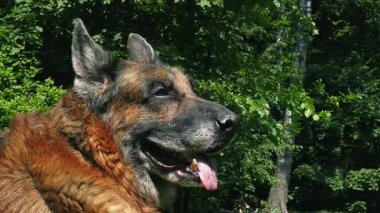 Yaşlı köpek dışarıda.