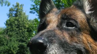 Yaşlı köpek dışarıda.