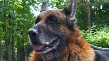 Yaşlı köpek dışarıda.