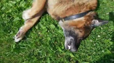 Yaşlı köpek dışarıda eğleniyor