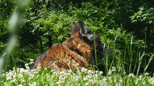 Alter Hund im Freien — Stockvideo