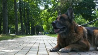 Yaşlı köpek dışarıda.
