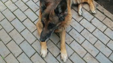 Yaşlı köpek dışarıda.