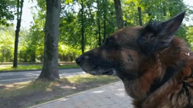 Yaşlı köpek dışarıda.