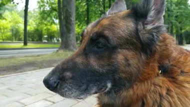 Yaşlı köpek dışarıda.