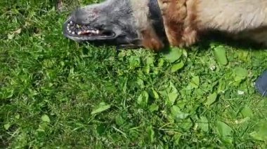 Yaşlı köpek dışarıda eğleniyor
