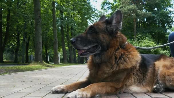 Viejo perro al aire libre — Vídeo de stock