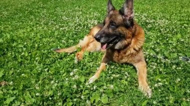 Yaşlı köpek dışarıda.