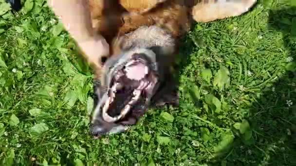Öreg kutya a szabadban — Stock videók