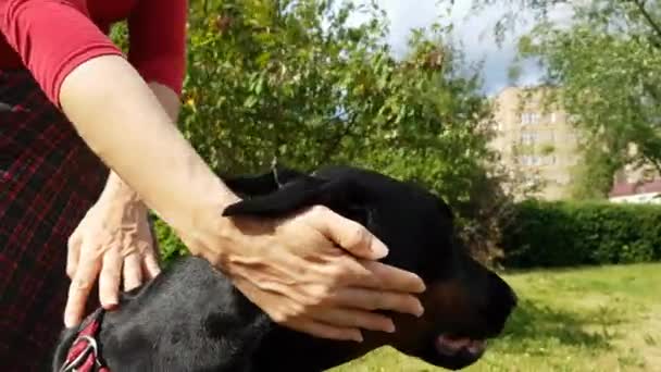 Le mani delle donne avvitano il suo cane — Video Stock