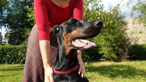 Mujeres manos tornillo su perro — Vídeo de stock