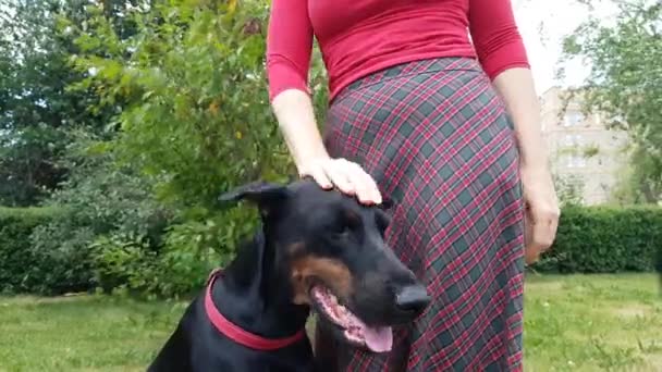 Dámské ruce šroub její pes — Stock video