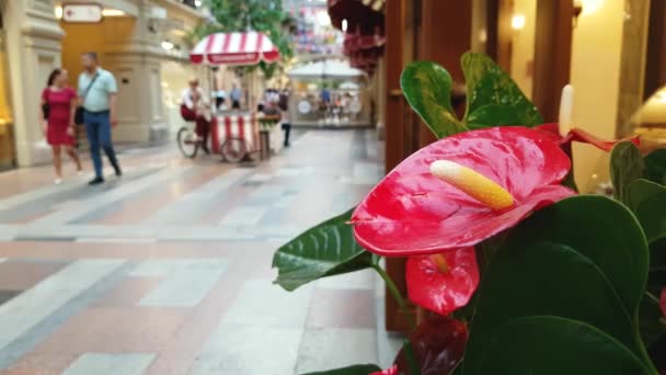 Bloemen met winkelcentrum op achtergrond — Stockvideo