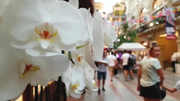 Flores con centro comercial en el fondo — Vídeos de Stock