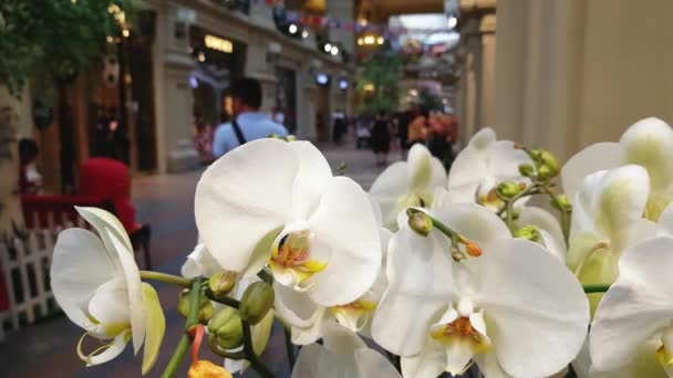 Flores com shopping center no fundo — Vídeo de Stock