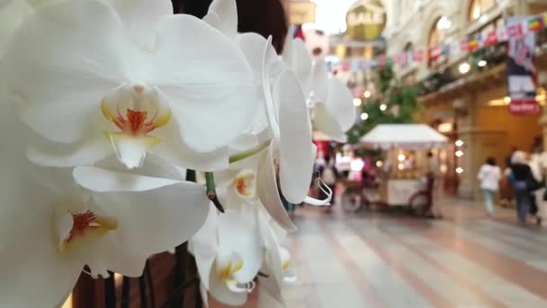 Flores con centro comercial en el fondo — Vídeos de Stock