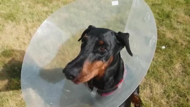 Σκύλος σε στενή κεφάλι κλείδωση — Αρχείο Βίντεο