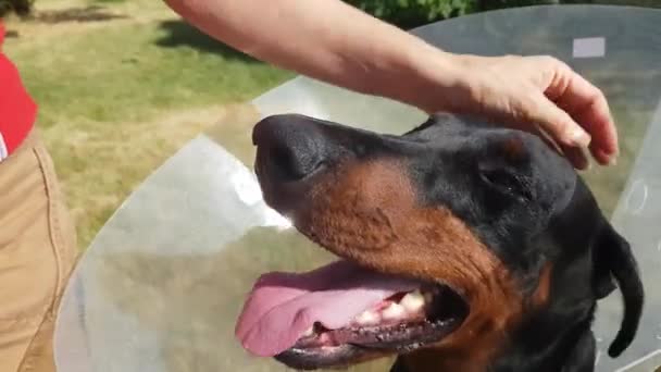 Hund im engen Halsband — Stockvideo