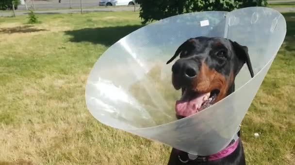 Cão em Close Head Collar — Vídeo de Stock