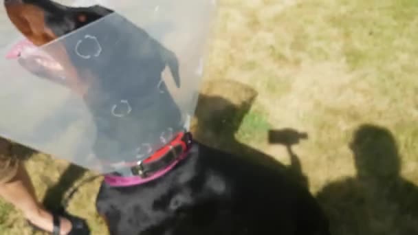 Pies w blisko głowy kołnierz — Wideo stockowe