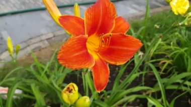 Güzel kırmızı zambak çiçeği