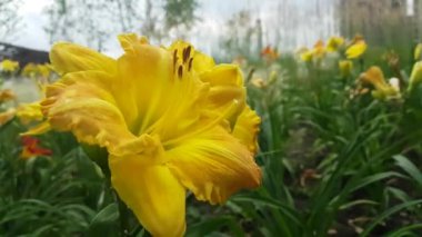 Güzel sarı zambak çiçeği Varietal üzerinde Flowerbed
