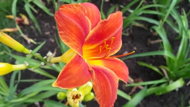 Hermosa flor de lirio rojo — Vídeos de Stock