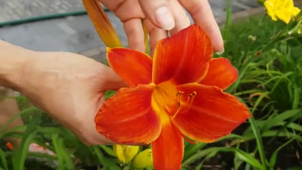 Gyönyörű vörös liliom virág — Stock videók