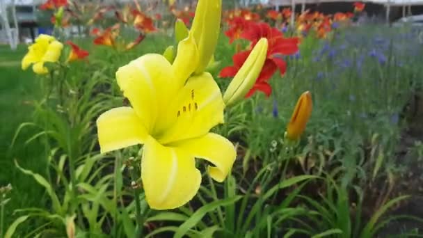 Beautiful Yellow Lily Flower — Stock Video