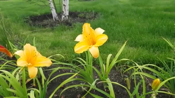 Όμορφο κίτρινο κρίνος λουλούδι — Αρχείο Βίντεο